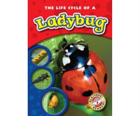 The_Life_Cycle_of_a_Ladybug